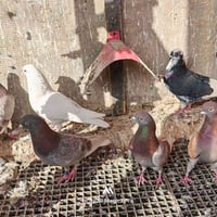 بصراويات مال صيد للبيع عدد 6 الطيور بيهن بس 2 ما موثقات سعر الزوج 15 م...