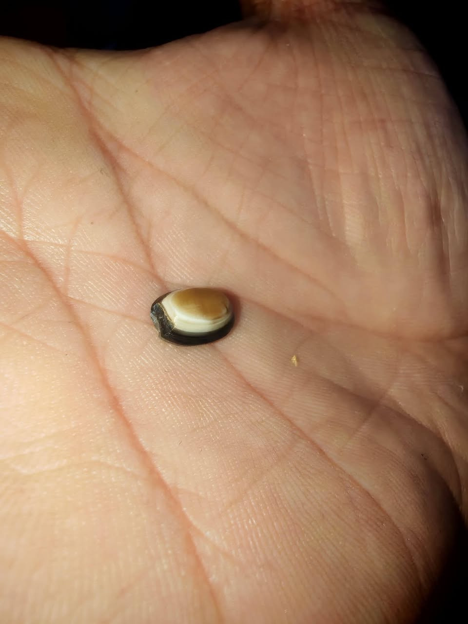 جزعه كافيه
الستفسار ***********
