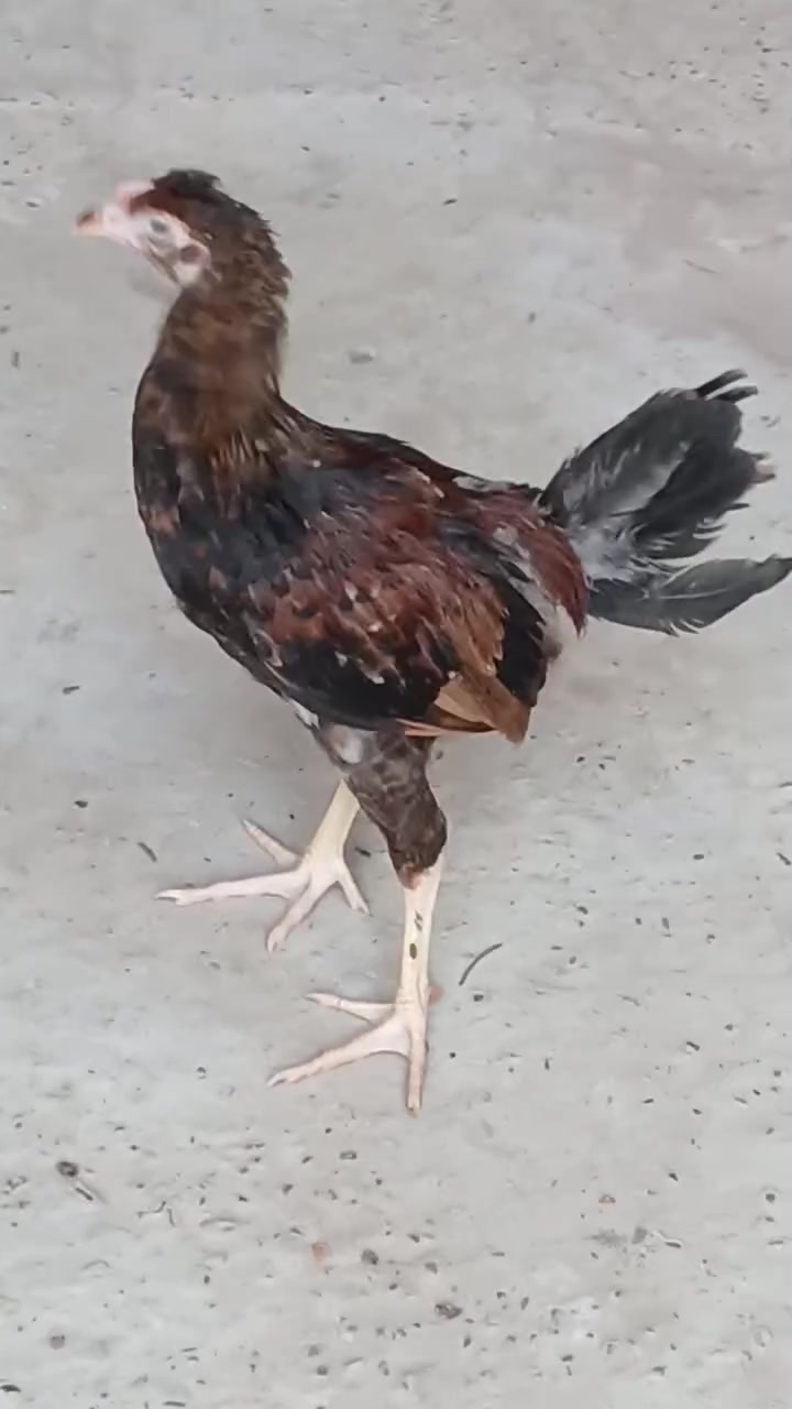 للبيع عدد ٢


**إذا كنت صاحب هذا الإعلان وتريد حذفه لأي سبب، رجاءا أرسل رسالة إلى الدعم الفني**