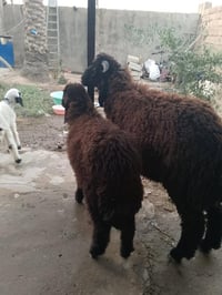 نثية • صحة فول • كربلاء حي لنصر