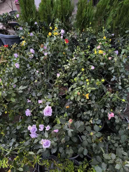 جوري ايراني حجم كبير 
الاغلب بنفسجي 

📍 زورونا في موقعنا:
مشتل الأوسكار – حي الحنانة – شارع نجف _ كوفة
(مقابل غرفة تجارة النجف و فريندز كافيه ومطعم شريف– مجاور متنزه الحنانة العائلي)

🕗 أوقات الدوام:
من 8:30 صباحاً إلى 8:00 مساءً

📞 للطلب والاستفسار:
*********** – ***********
(اتصال / واتساب / مراسلة عبر فيسبوك)
 متوفر دفع  زين  كاش ومتوفر ماستر  

🚗 يتوفر توصيل داخل النجف
موجودين في تطبيق توترز لبعض المواد الزراعية 

أهلاً وسهلاً بكم دائماً في مشتل الأوسكار 🌹🌹🌹
