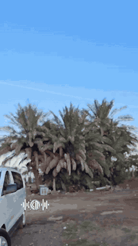 استاركس موديل 2010كفاله عامه محوره مسكر شرط مكينه لاتبخير ولاتنقيص تخم...