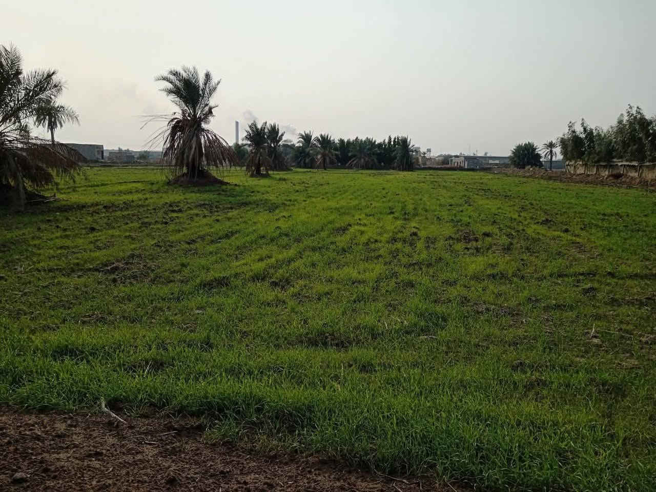 دوانم طابو زراعي سند 25 
المكان كوفه منطقه البراكيه قرب منطقه الكم
متوفره كافه الخدمات 
الارض مزروعه حنطه سعر الدونم ب38 وبي مجال
 الشراي يتصل 

للاتصال ***********
***********
