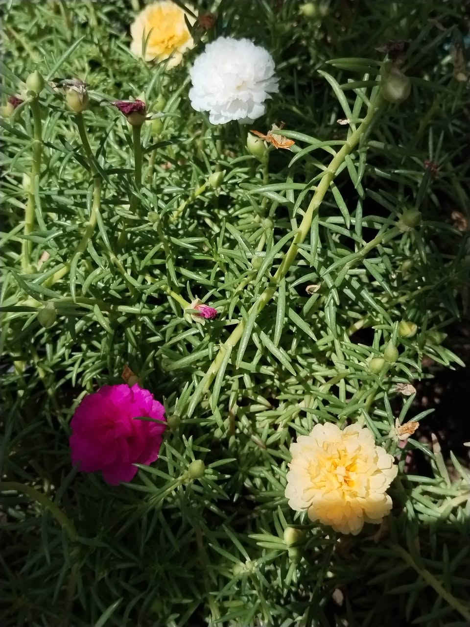 متاح لدينا شتلات نبات ورد الصباح العراقي الوان لطلب والحجز واتساب ***********
السماوه أو مراسلة الصفحه يوجد خدمة توصيل طلبات داخل السماوه ولكافة المحافظات لباب البيت أنواع البذور الاستوائية النادره
