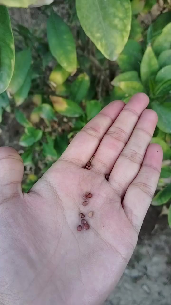 ٥ مغلفات من اختيارك و٦ من اختياري مع التوصيل كله ب١٠ آلاف


**إذا كنت صاحب هذا الإعلان وتريد حذفه لأي سبب، رجاءا أرسل رسالة إلى الدعم الفني**