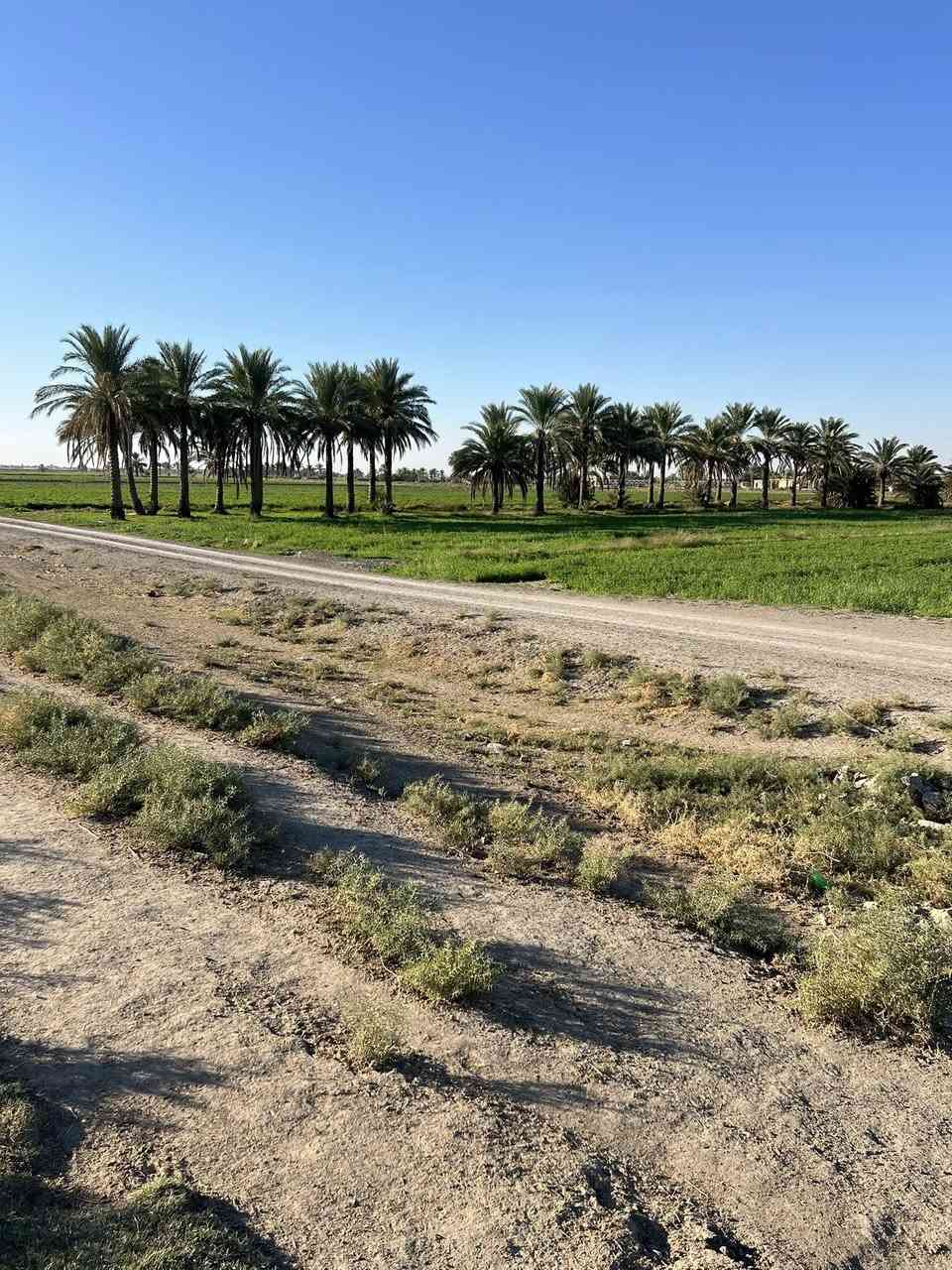 ليش لازم تشتري عقار بمنطقة الشيخ عامر يم  مرقد بنات الحسن وذراع دجله  💵
@
🥇اول ميزه بيها عليه اكثر من مدخل🛣 
(من جسر سبع البور ومن جسر الرعود ومن سريع التاجي سامراء )🏗🏡

🥈ثاني ميزه والي هي مهمه  كلش (لضمان حق المشتري ما تدفع فلوسك لحد ما تفتح  بيان بالتسجيل العقاري  سند 25/ملك صرف)

على الشارع التبليط🚦
متوفر ماء وكهرباء وخدمات كامله🛣

تريد تسويها مزرعة فلة او استثمار 💰(واجهة الدونم الواحد 50 متر مربع )

الأسعار تبدأ من ١٠ مليون وتوصل  75 سعر الدونم الواحد حسب الموقع  
للاستفسار اكثر اتصل *********** واتساب
تصال ***********
