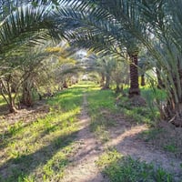 ٢٥ دونم • طابو زراعي • كربلاء الحسينيه