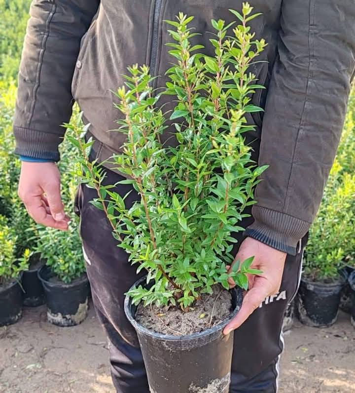 يااس عطري  الياس العراقي 

نبات يصلح  لهندسة الحدائق

سعر / 2 ونص  
مشتل المصطفى  
عنوان /تقاطلع سبعه نيسان 

دائم الخظرة مقاوم لدرجات الحرارة 
 مرغوب لدى الكثيرين ويتميز برائحته الطيبة  والمنظر الجميل 
 
رقم الهاتف /   ***********
