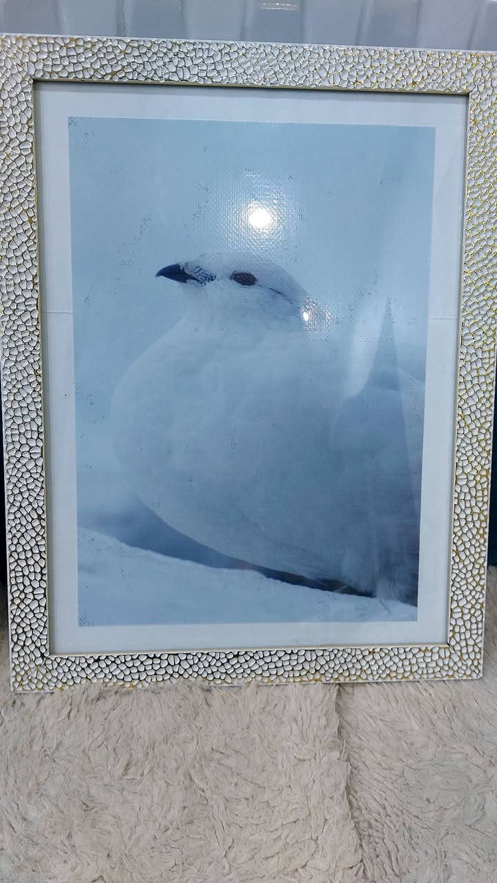 للبيع  حسب الحاجة للاستفسار تعال خاص


**إذا كنت صاحب هذا الإعلان وتريد حذفه لأي سبب، رجاءا أرسل رسالة إلى الدعم الفني**