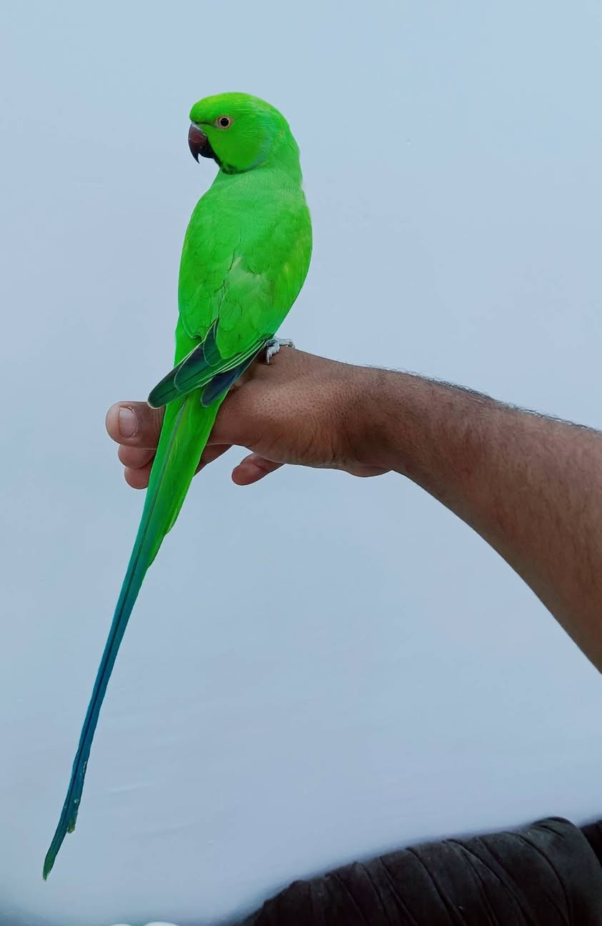 يا الله سلام عليكم شلونكم شباب متاح تك فحل مشروط ضخامه فول ماشاء الله اليف ويحب يلعب معه اطفال بيه كلامات غير مفهومه ياخذه يترحملي عليهن فحل فول ال فول/150/مكاني ديوانيه قضاء شاميه معه تحياتي للجميع


**إذا كنت صاحب هذا الإعلان وتريد حذفه لأي سبب، رجاءا أرسل رسالة إلى الدعم الفني**