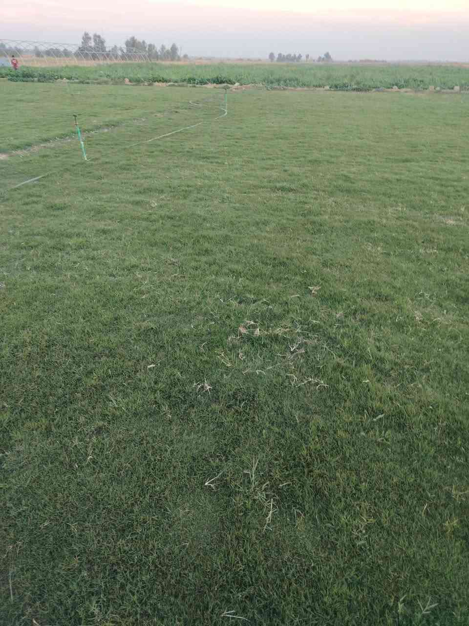 انتاج خاص بمزارعنا
حيث الجودة والسعر المناسب 

☘ثيل هندي طبيعي نوعية ممتازة🍀 مناسب للاستخدام في ( المنازل🌳_ الحدائق🌳_ الملاعب🌳_ الدوائر🌿) 

#انتاج_خاص #شكل_مثالي  #سعر_تنافسي

✨ سعر المتر يختلف للكميات الكبيرة ✨

يوجد خدمة توصيل لجميع محافظات العراق 

#ملاحظة : التوصيل مجاني ❤️

(مستعدون لتجهيز الحدائق المنزليه و الملاعب الرياضيه و المنتزهات و الدوائر الحكومية بكادر مختص مميز يجيك لباب بيتك #بأسعار #تنافسيه )
🍁للاتصال او الاستفسار  متوفر مفتوح طوال اليوم
*********** اتصال أو واتساب
*********** اتصال او واتساب
