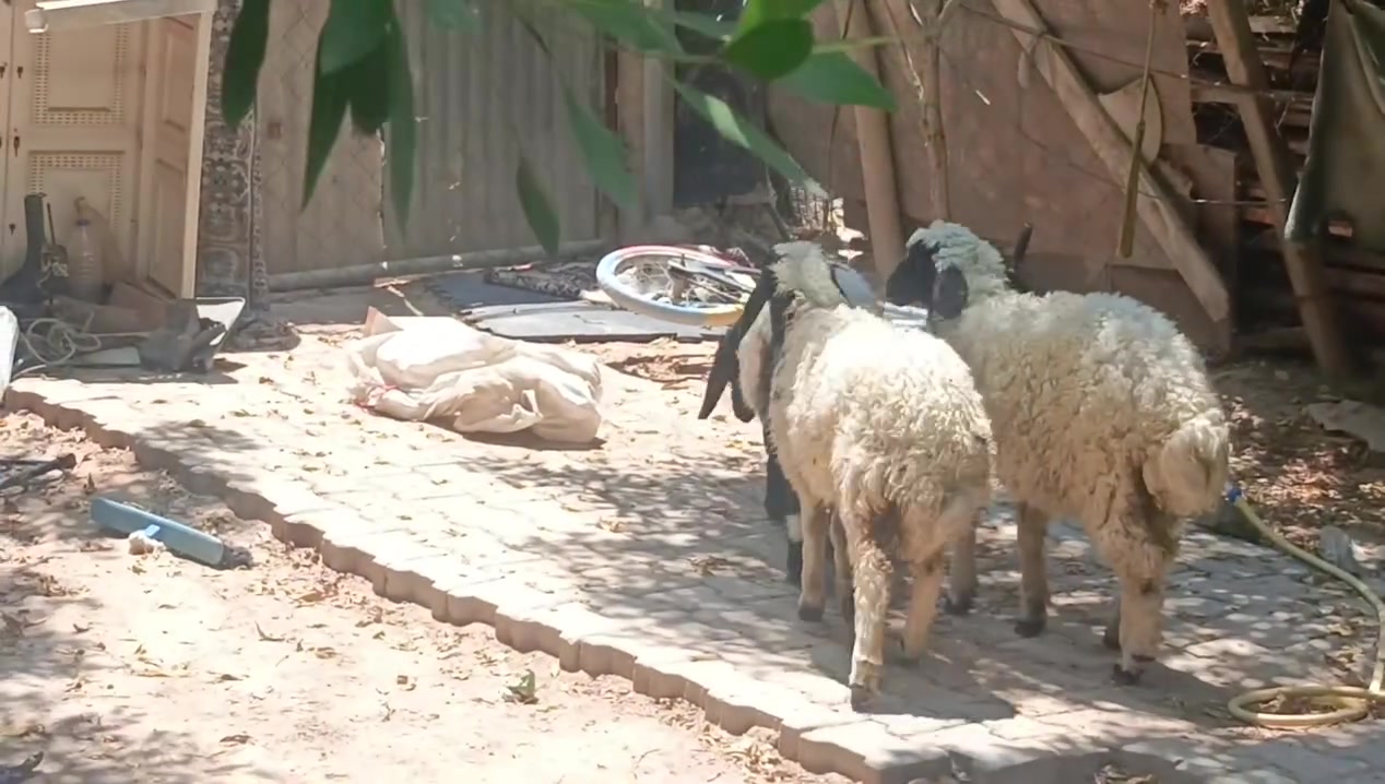 طليان فحل أو نثية 2 شرط صحا مكان نجف الاشرف 
سعر الواحد 245
‏‪***********‬‏
