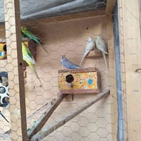 ٨ قطع • قفص