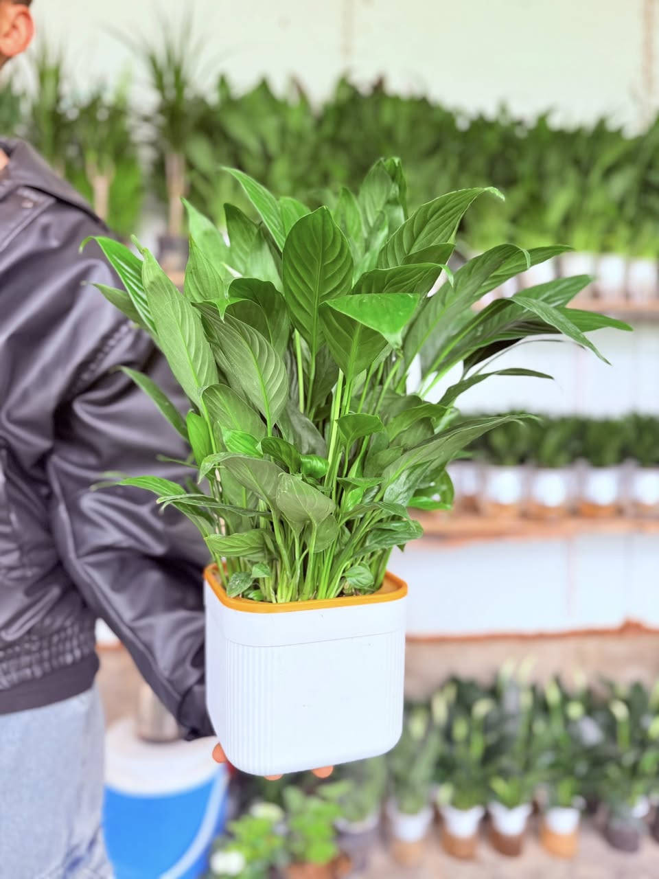 السلام عليكم 

تم وصول نبات ضليه ماىيه 
اسم النباة شراع حجم كبير 
🟢يوجد مفرد وجملة 
✅التوصيل قضاء الحي 
✅الاسعار ادخل استفسر ع الخاص
ويتوفر أيضا جميع انواع البتموس المستورد والاسمده وال NPK

العنوان🫰
واسط قضاء الحي 🫠
بدايه جسر الكراده😚
( مشتل الغراف )
رقم***********
***********
بأدارة(ابو ادهم)
