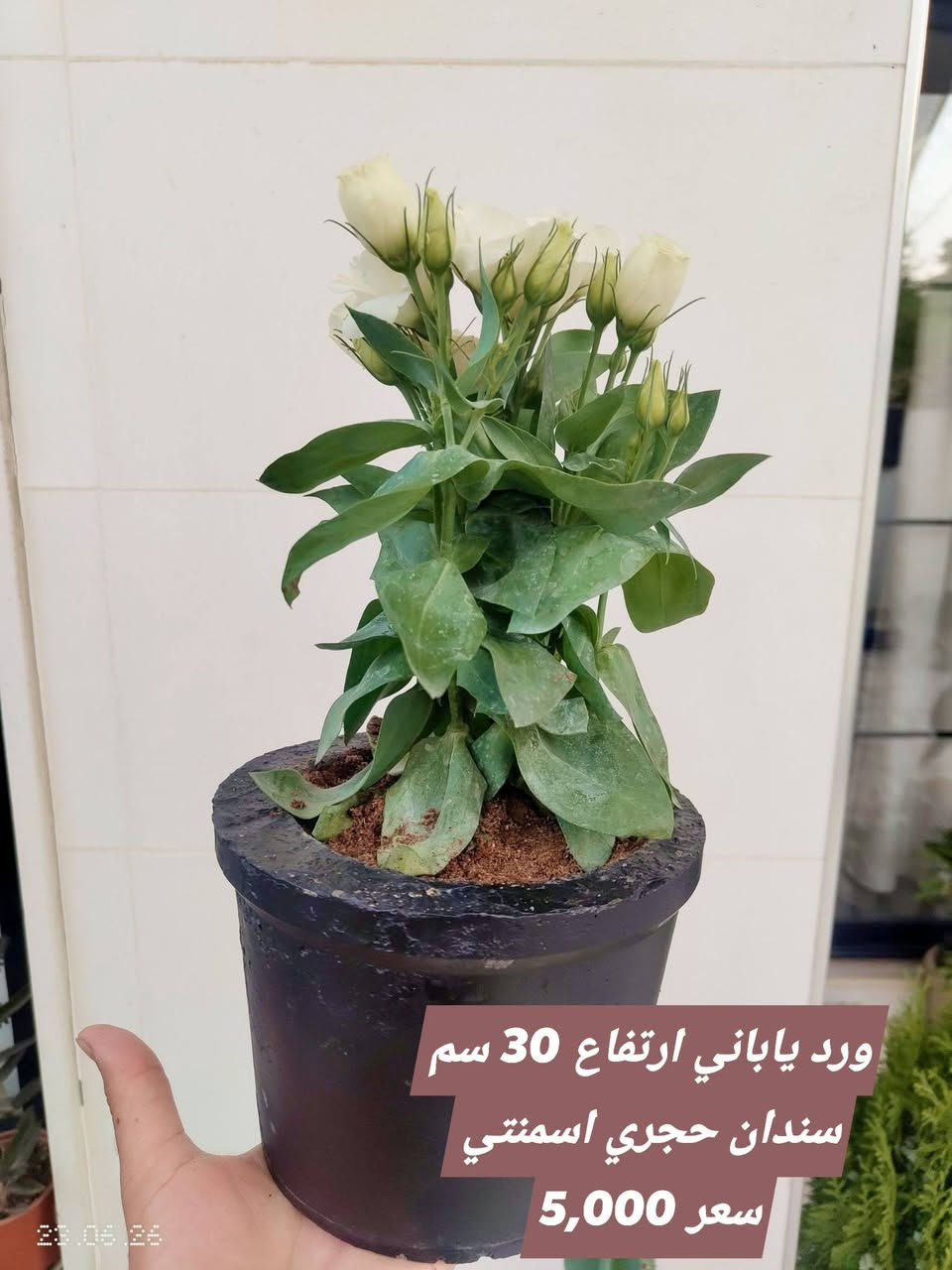 نباتات ظلية خارجي وداخلي للبيع مع سندانه اسمنتية وزن ثقيل ضد الكسر
يوجد توصيل داخل اربيل


**إذا كنت صاحب هذا الإعلان وتريد حذفه لأي سبب، رجاءا أرسل رسالة إلى الدعم الفني**