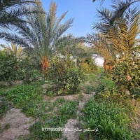 بيت وبستان • ٣ دونم • أشجار مثمرة