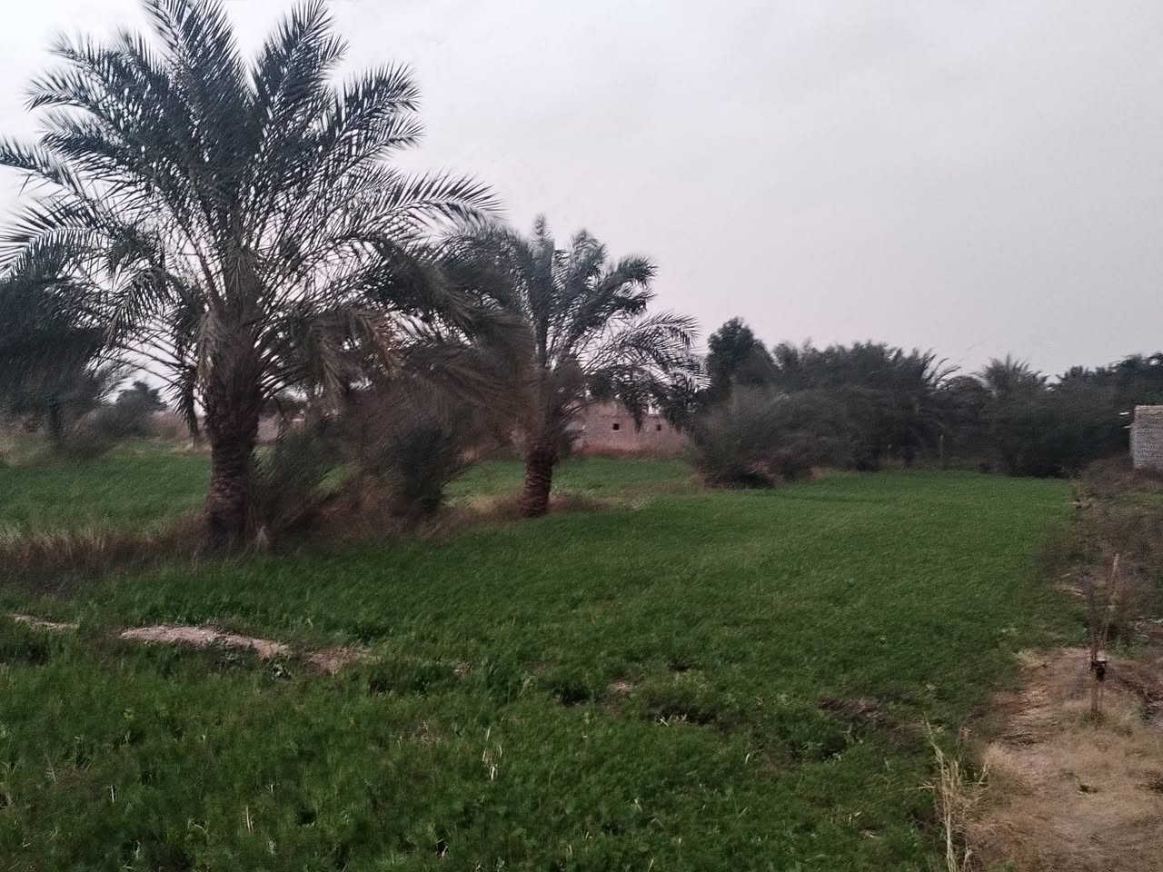 سلام عليكم قطعتين أرض البيع الأولى ١٥ دونم زراعي بيهه بيت ومضيف او بستان واجهيت شارع تبعد عن شط الغراف ٥٠ متر كا مله الخدمات الثانيه تبعد عنهه ٥٠٠ متر واجهيه شارع ١٠ دوانم ونص واجهيه شارع وبيهه شاطيه يعني على الشط كا ملت الخدمات خدمات القطعتين اسالت ماي تبليط مركز صحي مدارس ابتدائية ومتوسطة او عداديه مكانهن ناصريه بين النصر و الرفاعي على شط الغراف الاستفسار *********** ملاحظه تنباع كلمن وحدهه عادي
