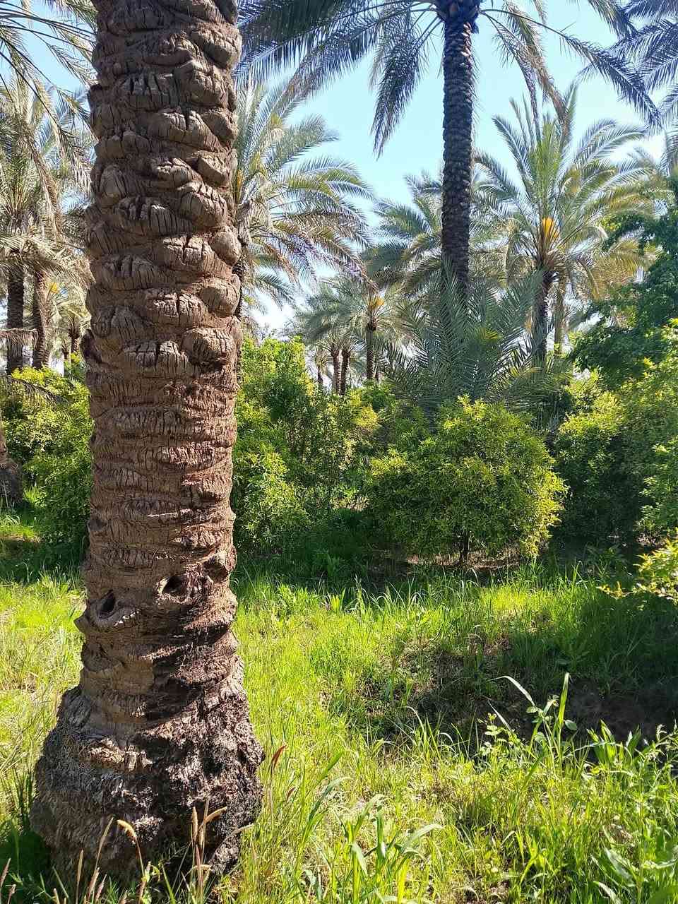 بستان دونمين للبيع
المنطقه الراشيه منطقه العداله
تحتوي علا نخل وحمضيات
واجهة الأرض 53 
نزال 95 
اي استفسار رقم الهاتف
***********
