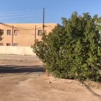 ملك صرف • المحموديه الشهداء • ١٣٥م