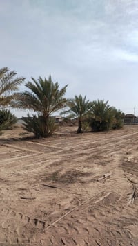 النسّاف الفلوجة • ٣ دونم • سند ٢٥