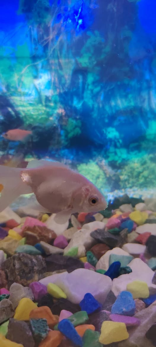 سلام عليكم
عدي حوض سمج للبيع قياس الوصط
بيه ١٦ سمجه
٢ كبار
٤ وصط
١٠ سغار
السعر ٧٥ الف
***********
بغداد الكرغوليه
