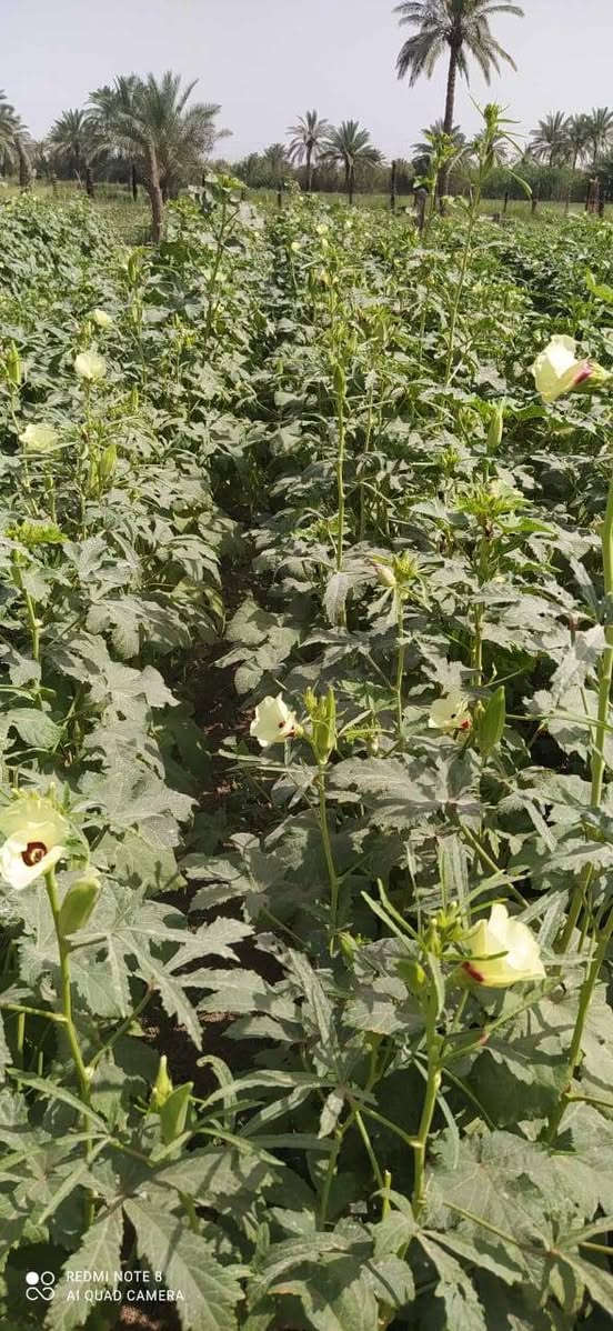 يوجد لدينا بذور لوبيا افيئر يطاليه ستندر شركه نتاجيه خير من الله تحمل حراره الصيف جدن عاليا وخيار عطر زي سباني متعهده *********** وبذور بانيا فرنسيه بنت القوطيه
