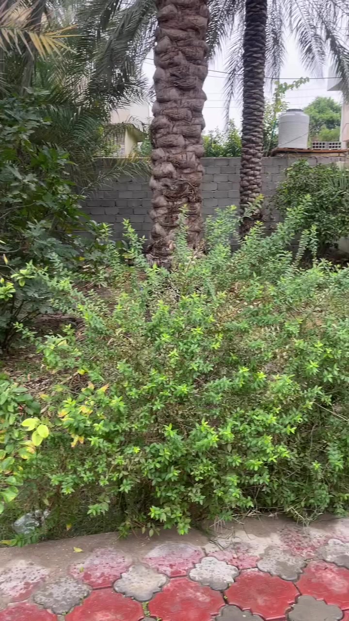 كربلاء البوبيات اسواق برتقاله بستان طابو اقرار ٢٥ مؤثثه ونضيفه وموقع مميز للبيع المساحه ٨٠٠ متر 
***********
