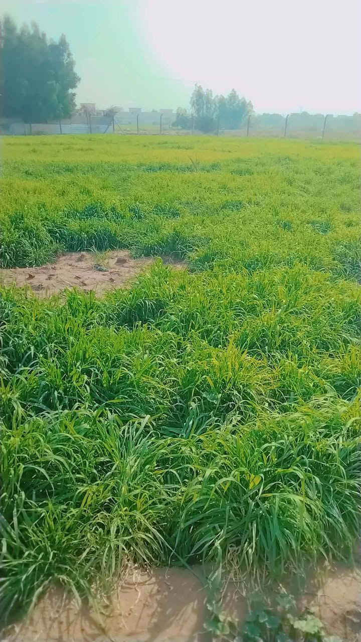 السلام عليكم ارض للبيع صالحه السكن مع كافة الخدمات تبليط مع كهرباء مع ماء اساله مع  بئر سقي المساحة ٣ونص دونم الرض مسيجه بيئارسي بل كامل العنوان بغداد جسر ديالى الجديد منطقة الكرغوليه خلف معمل الغاز الاتصال على الرقم ***********
