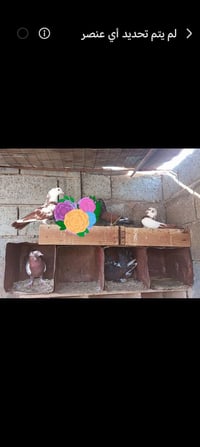 حمامات • طيور