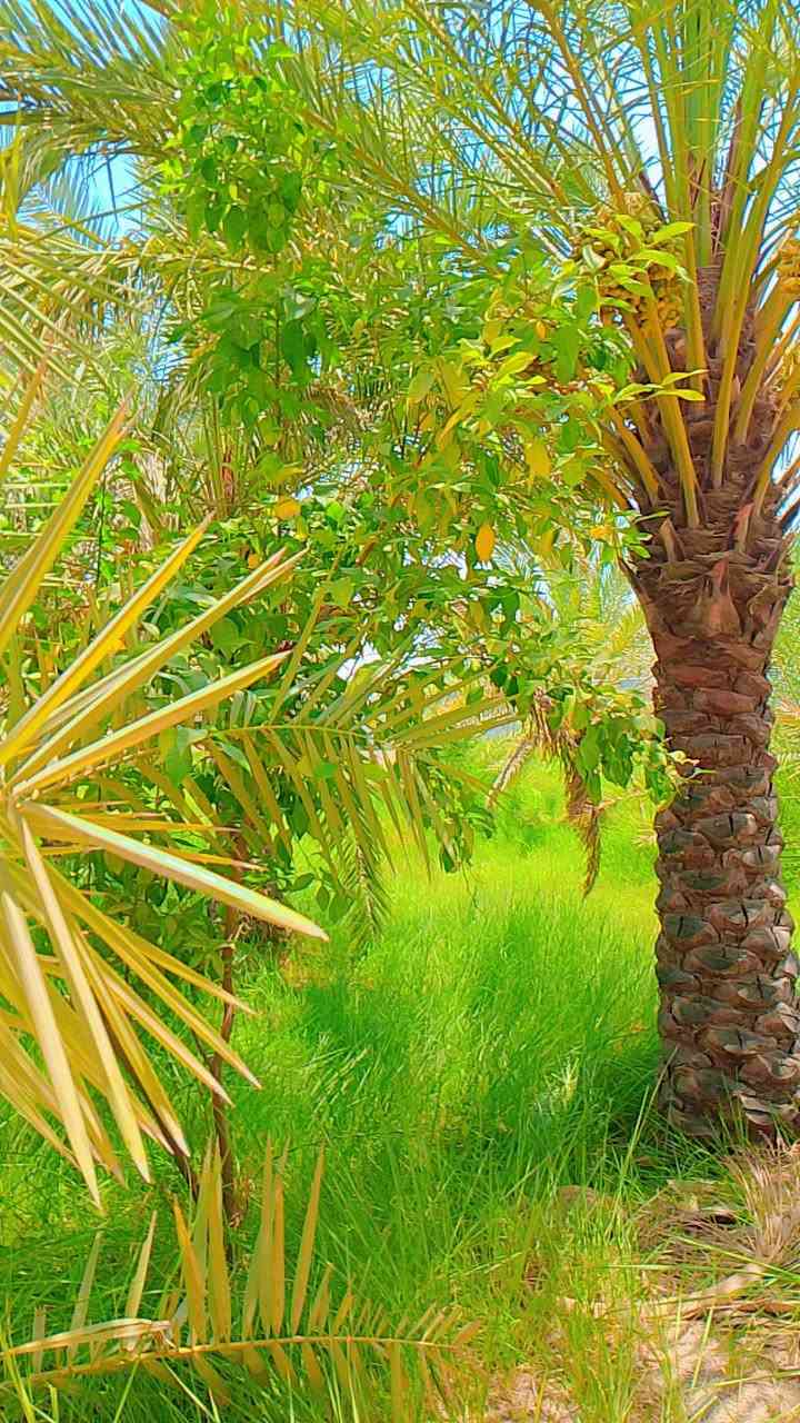 #السلام عليكم #زبائننا الكرام كل عام وانتم بالف #خير عرض اليوم #جديد وغير شكل #للبيع بستان بمساحه 7دونم #ونصف  بواجهه 130متر بستان عامره #بنخيلها واشجارها لمن يبحث #عن الهدوء #والراحه  وتحتوي على #دار بمساحه 180 متر مربع جنس العقار طابو سند 25 تحويل اسهم #الخدمات ماء سقي #سيح وماء أسأله كهرباء #محتويات على المزروعات #تحتوي على اكثر من 20  نوع من انواع #التمور المختلفه والاصناف الجميله #النادره زائد اشجار من #الحمضيات واشجار الفاكهه  10 دقائق عن مرقد الامام الحسين العنوان #كربلاء  المقدسه #شارع بغداد مفرق #الحسينيه مقابل  الجسر الجديد تبعد عن الشارع العام 300 #متر او اقل #البستان مخدومه #وعامره ولا تنقص اي #شيء #للمزيد من التفاصيل #والاستفسارات يرجى الاتصال على الرقم 
#ملاحضه التصوير قديم. 

 ***********

#ملاحظه #غير #متواجد #على #الفيسبوك

