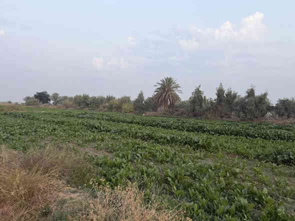 ٣ دونم السعر ٦٥ طابو زراعي سند ٢٥ مداور باسم المشتري مباشر المكان اول فرع بعد جامعه بابل تبعد عن شارع حله نجف ٢ كيلو وتبعد عن التبليط ١٥٠ متر الأرض زراعيه ومناسبه جدا 
للاستفسار الاتصال على الرقم 
***********
او واتساب 
***********
