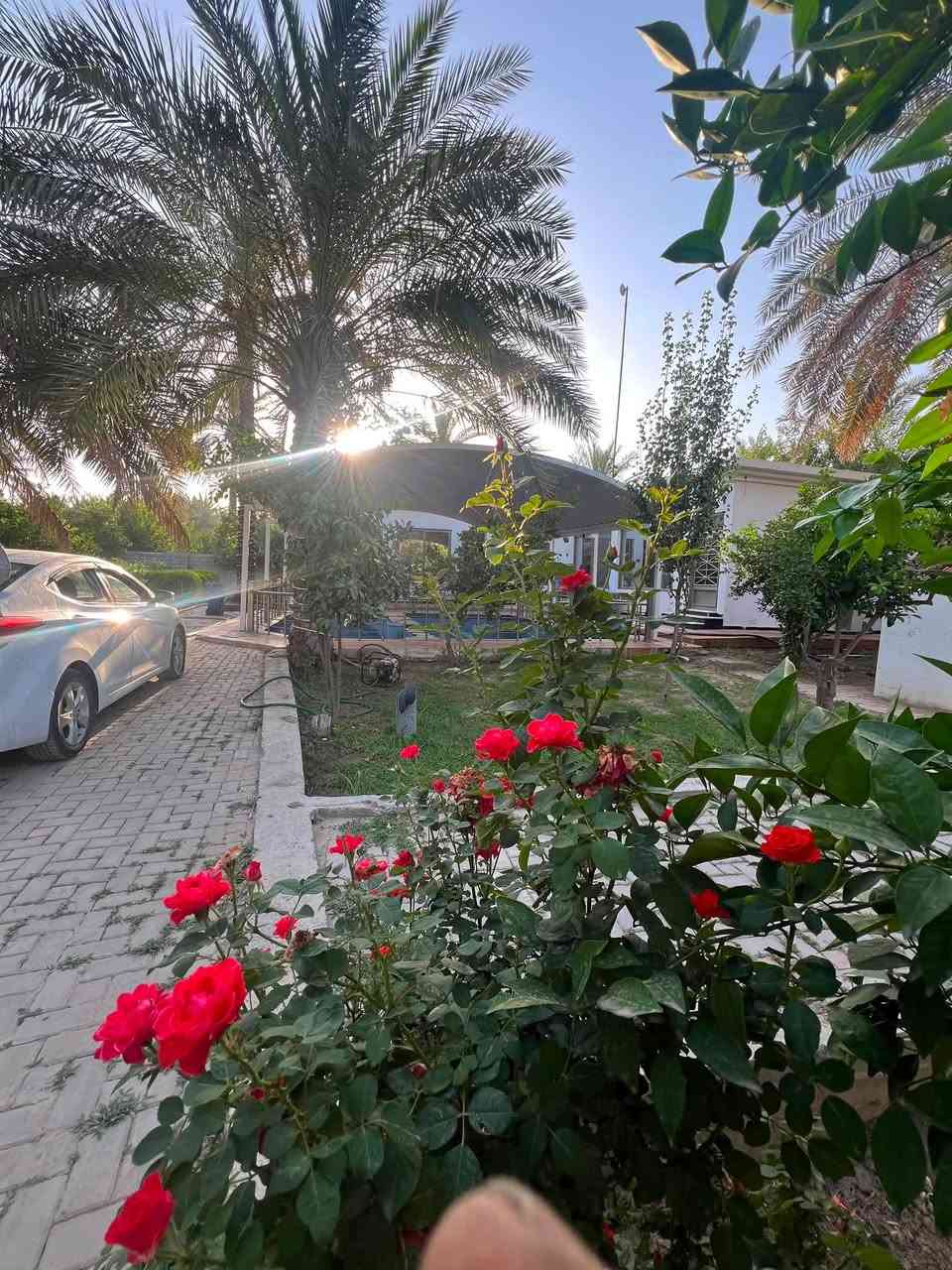 للبيع مزرعة دونم 2500 متر في بغداد الراشديه منطقة الابو حياة مكونه من بيت ونخل وحمضيات ومحميه جدا كبيره ومسبح 7 في 7 وبير ومكان للمشاوي الواجهه 60 نزال 37 السعر 600 مليون للاتصال ***********
