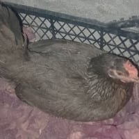 دجاجه هراتيه • كاركه • تريد بيض