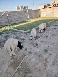 طليان للبيع • طليان • بيع طليان • غنم • خرفان • أغنام للبيع • لحم • اض...