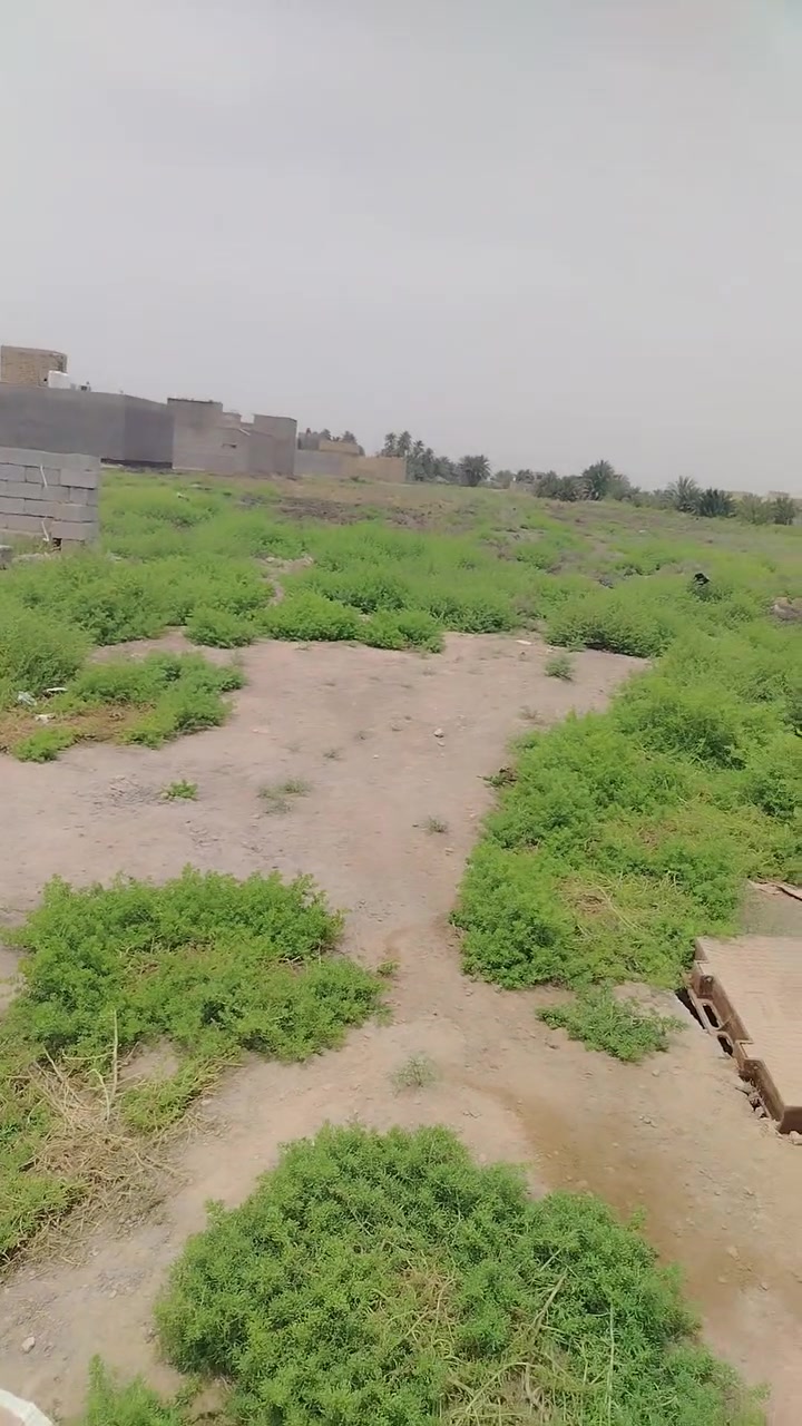 ثلاث قطع للبيع خلف الملعب نهاية التلبيط بسعر مناسب الشراي يتصل *********** كل قطعة مساحتهة 200 متر

