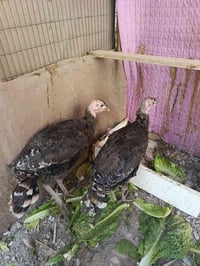 نثيه وفحل • ٤ أشهر • المحاويل ابو زديره