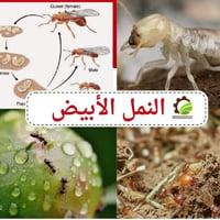 تخلص من حشره الارضه بشكل نهائي في منزلك، 🏛️ مكافحه جميع الحشرات وحشره ...