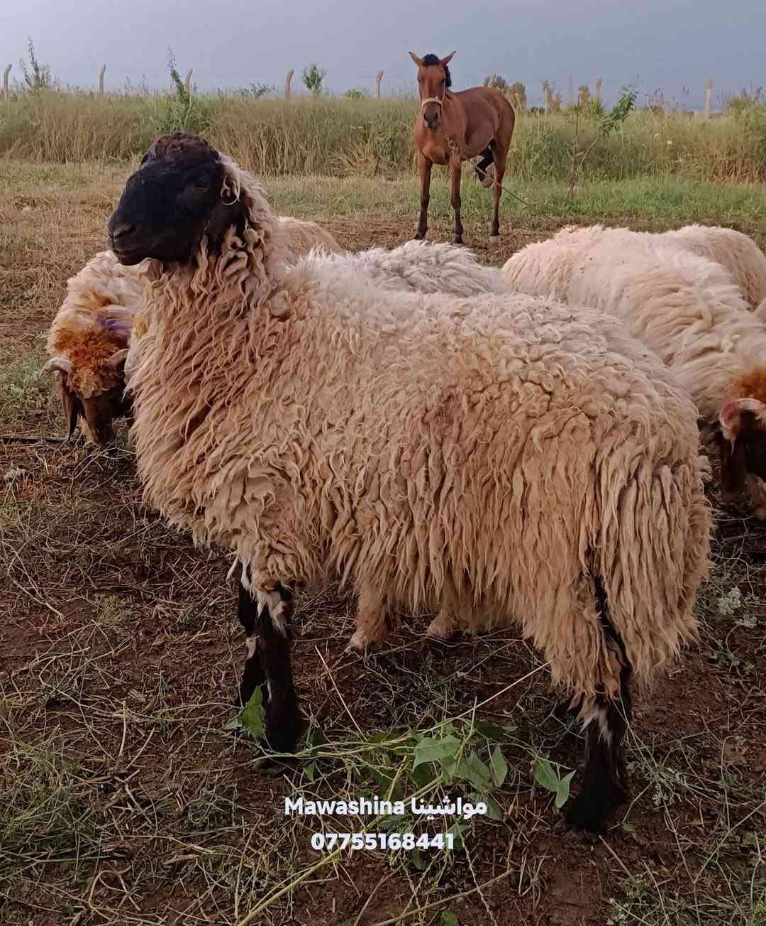 تم حجزه من قبل أحد الإخوة  من أضاحي مواشينا Mawashina  في كركوك 

أساس عملنا الثقه وهذه مانوفره لكم

اغنام عراقيه
اعلاف نظيفه 
رعايه صحيه وبيطريه 

متاح أضاحي بأوزان وأحجام مختلفه 
العراق كركوك 
***********
خدمه العملاء واتس اب وهاتف 

نوفر لكم 
خدم الحجز الالكتروني والدفع بل ماستر 
توصيل لباب المنزل بل عيد مع قصاب 
خدمه ذبح وتوزيع بل نيابه
