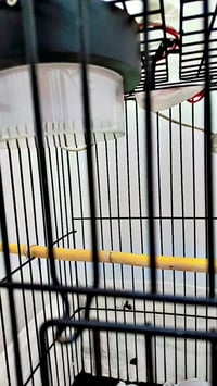 ا السلام عليكم قفص للبيع السعر 25 فقط يحتاجلو تنضيف مرتب حيل لحد يكسر ...