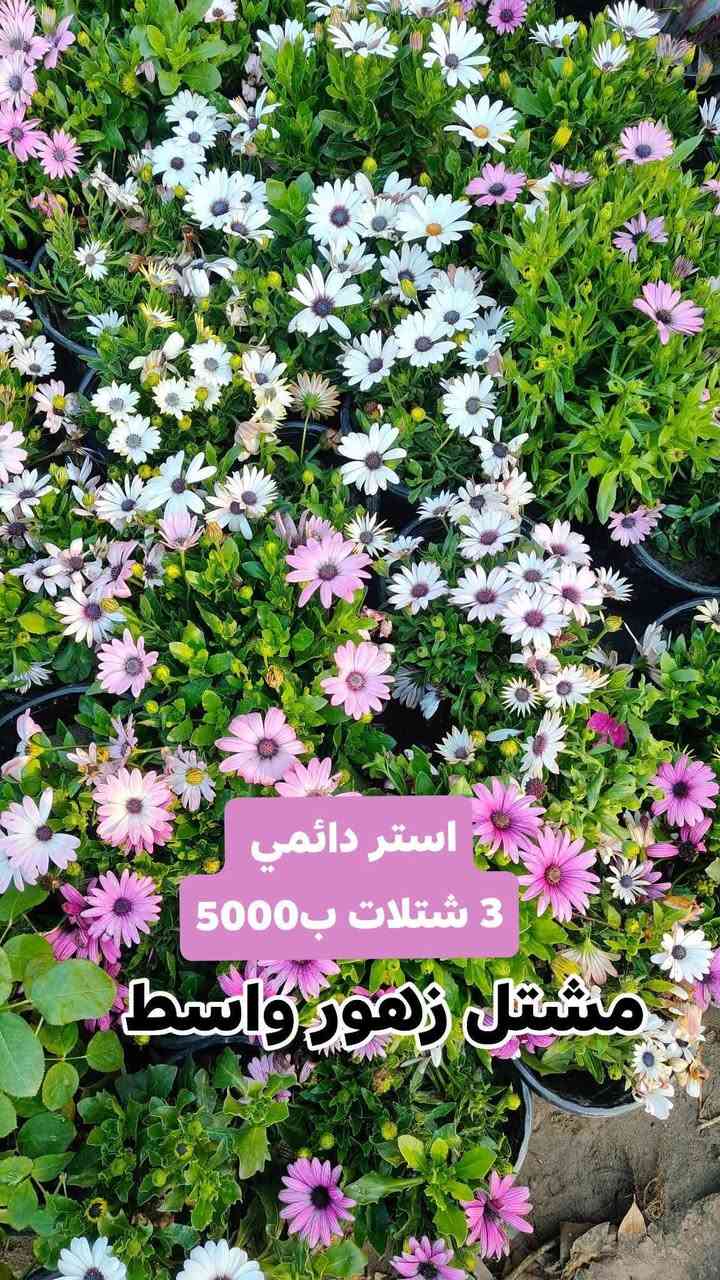 🌿 عرض خاص ومميز 🌿
3 شتلات بسعر 5000 فقط!
جدد حديقة بيتك بأجمل النباتات وبسعر ما يتفوت 🌱✨
#العرض_لفترة_محدودة_سارع_بالحجز 
يفتح المشتل طيله ايام الاسبوع من الساعه 8:00 صباحا والى الساعه 10:00 ليلآ
#مشتل_زهور_واسط العنوان كوت فلكه الحاوي شارع مجمع دمشق الطبي مقابل ابتدائية الكوت للتعليم الأساسي #يوجد_توصيل_داخل_الكوت
*********** لطلب والاستفسار واتساب  او مراسله الصفحه الشخصيه بلال الواسطي🌹😊
