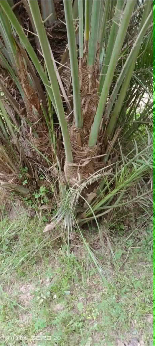 مساء الخير على الجميع 
متوفر كادر خاص بزراعه النخيل 
واسيجه المزارع 
تعديل المزارع 
كرسته وعمل 
متوفر كافه أصناف النخيل 
للاستفسار 
***********

