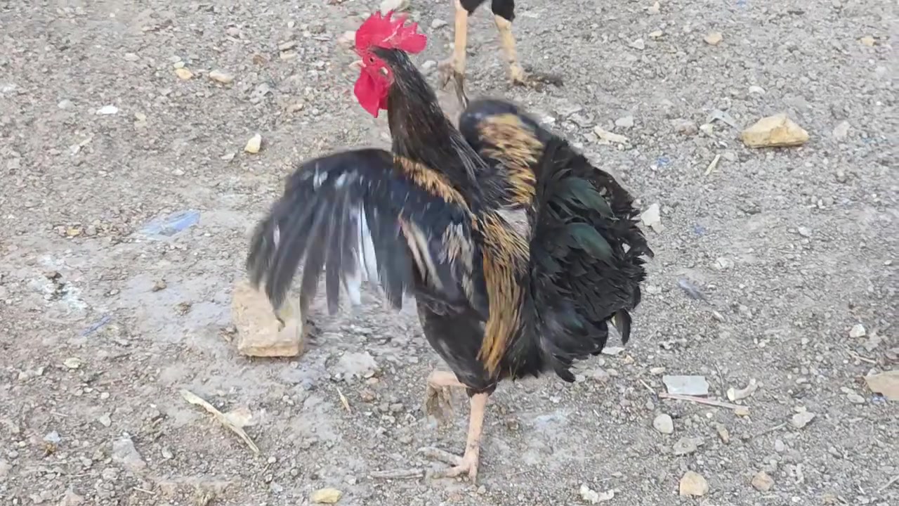 متاح ديكه عدد ٢ سعرهن ثنينهن ب ٢٥ 
مكاني ذي قار الرفاعي


**إذا كنت صاحب هذا الإعلان وتريد حذفه لأي سبب، رجاءا أرسل رسالة إلى الدعم الفني**