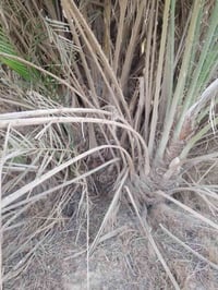 اخوان متاح فسيل  زهدي حجم غنينهه وفوك للتواصل هاذا رقمي 07724178370.07...