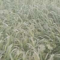 حشيش • للبيع