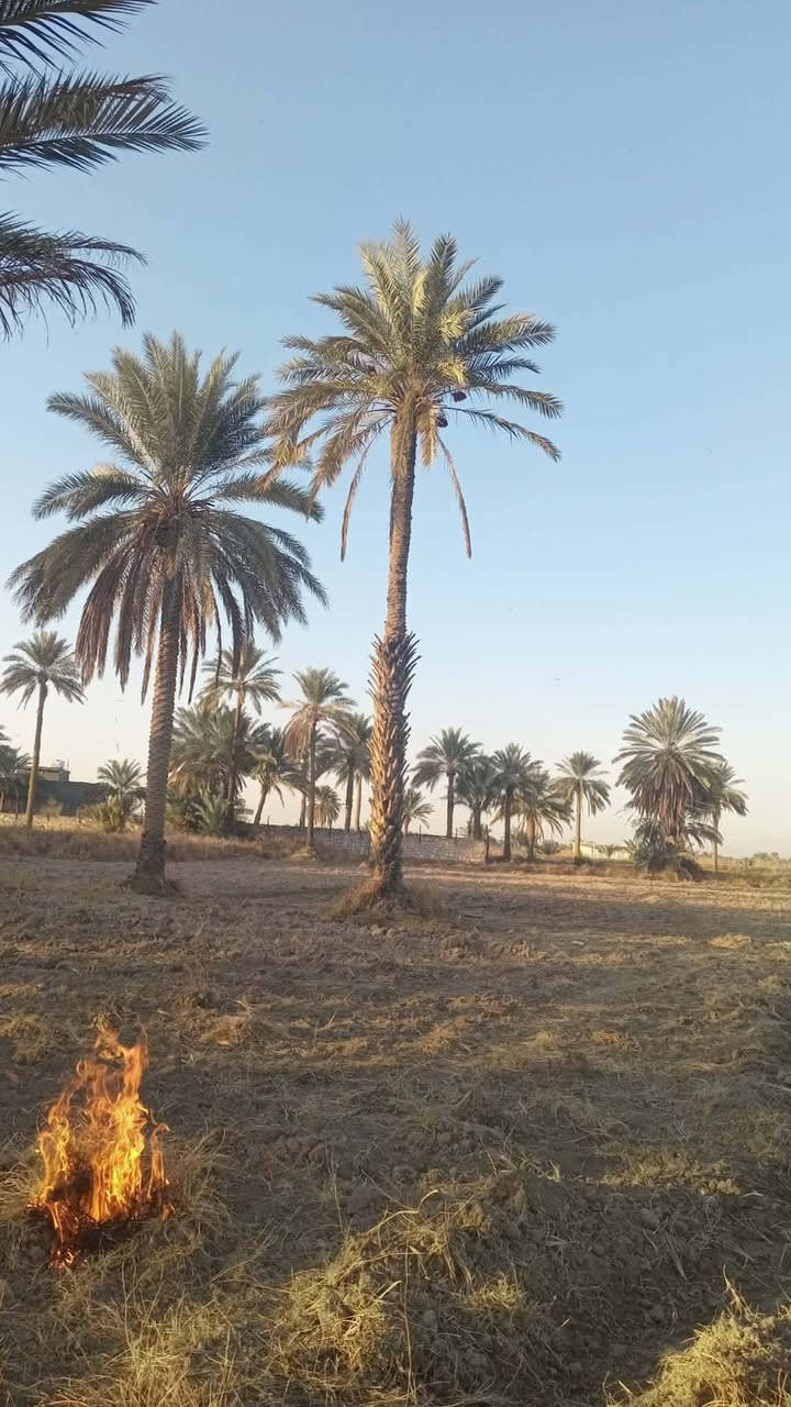 سلام عليكم خمس دوانم اله ربع للبيع سند 25 كافت الخدمات موجوده تبعد عن الشارع حله كربلاء كيلو متر *********** الستفسار على هاذه الرقم العنوان كربلاء طويريج
