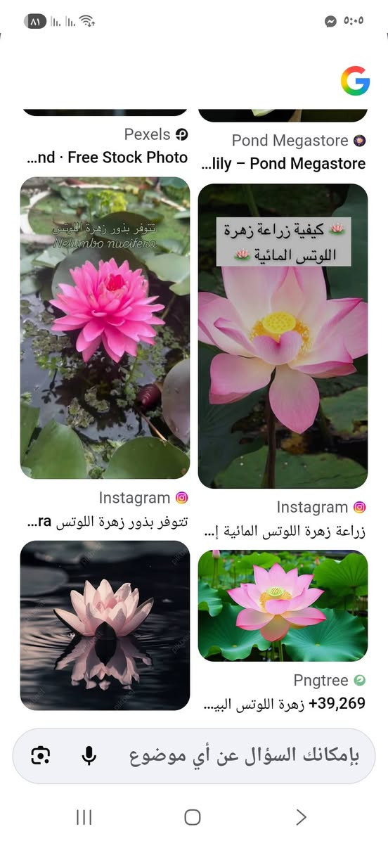 توفرت بذور ازهار اللوتس المائي العطري ..
@إشارة


**إذا كنت صاحب هذا الإعلان وتريد حذفه لأي سبب، رجاءا أرسل رسالة إلى الدعم الفني**
