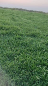 📢 موسم جديد وجودة أعلى بأسعار منافسة 💚 متوفر جميع انواع الثيل الطبيعي ...