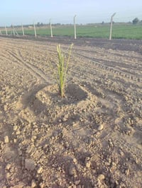 تجهيز مزارع • بساتين • نخيل وحمضيات