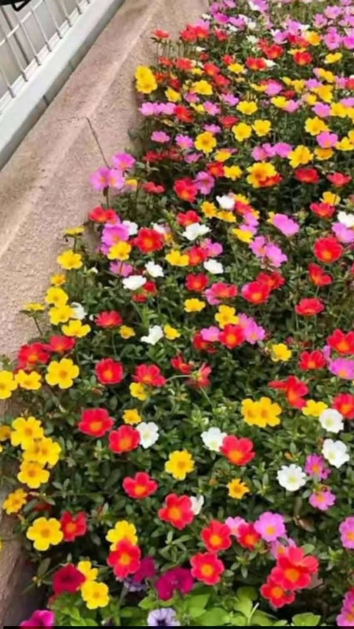 السلام علیکم
متوفر نباتات للبیع 
توصیل لكل محافظات العراق


**إذا كنت صاحب هذا الإعلان وتريد حذفه لأي سبب، رجاءا أرسل رسالة إلى الدعم الفني**