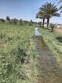 ارض زراعيه • ١ دونم • خلف مرقد سيد سهل